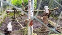 Beberapa ekor elang yang berhasil dievakuasi PKEK Kamojang yang berasal dari penyerahan warga di sekitar Jawa Barat. (Liputan6.com/Jayadi Supriadin)