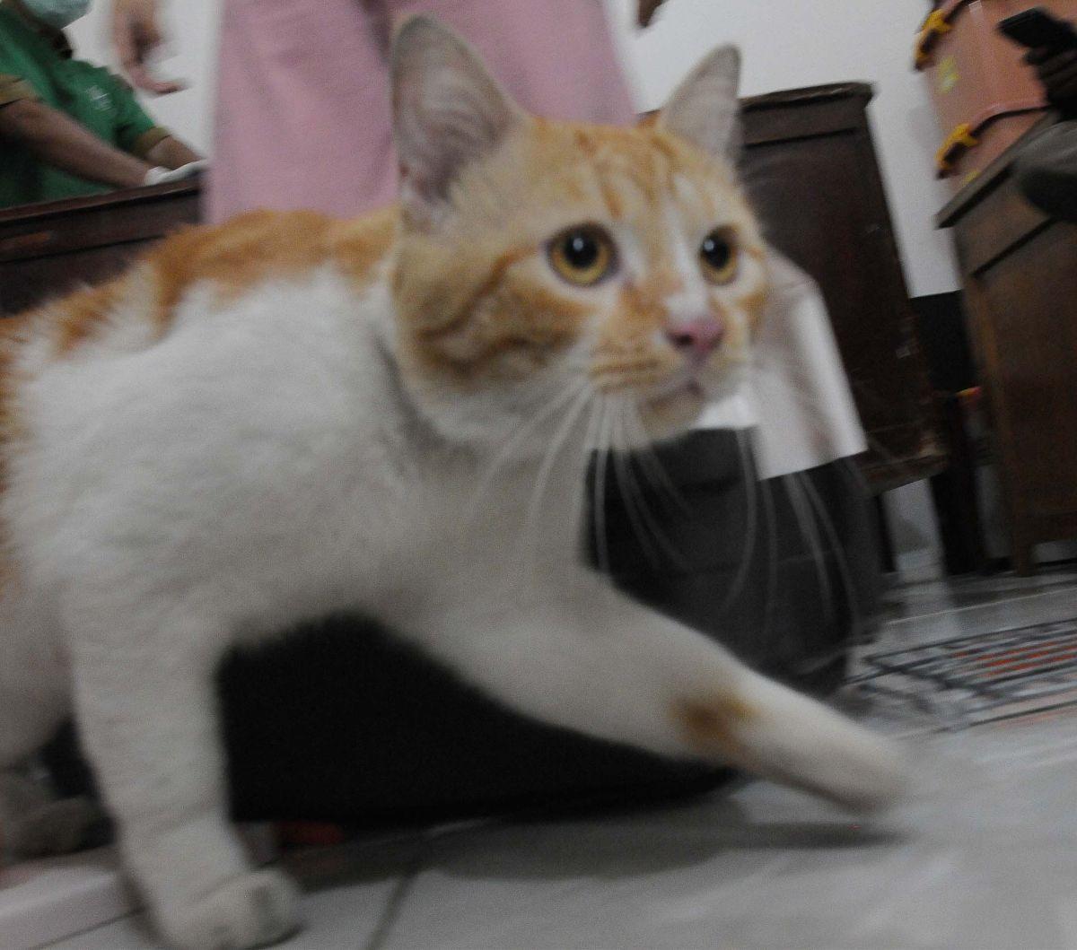 Penyediaan vaksin rabies gratis ini lebih mengarah pada sasaran hewan perliharaan seperti anjing, kucing, kera hingga musang.