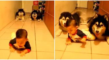 Kumpulan Hewan Hewan Lucu & Unik: Video Lucu Anjing Gila