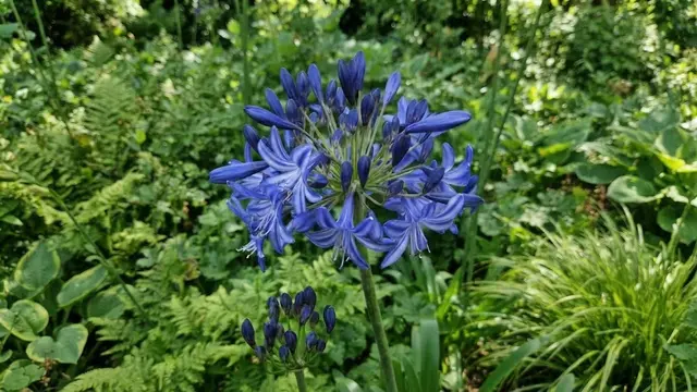 Bunga Agapanthus