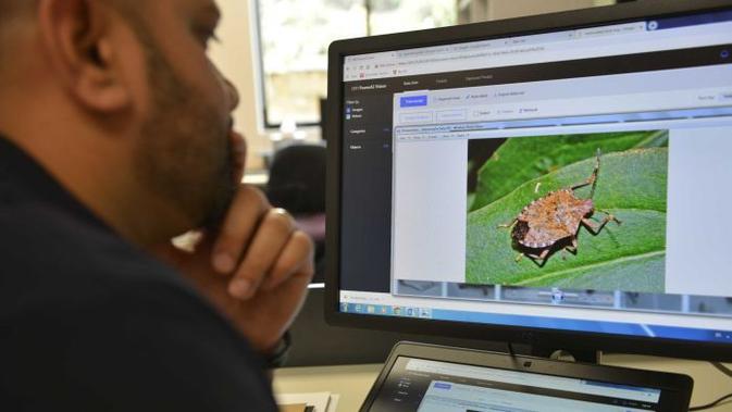 Ilmuwan peneliti Andre deSouza menggunakan perangkat lunak Kecerdasan Buatan (AI) untuk menyortir seekor serangga yang bisa menjadi ancaman biosekuriti. (Foto: Murdoch University)