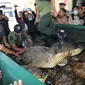 Penyelamatan Puluhan Penyu Hijau di Bali (Dewi Divianta/Liputan6.com)