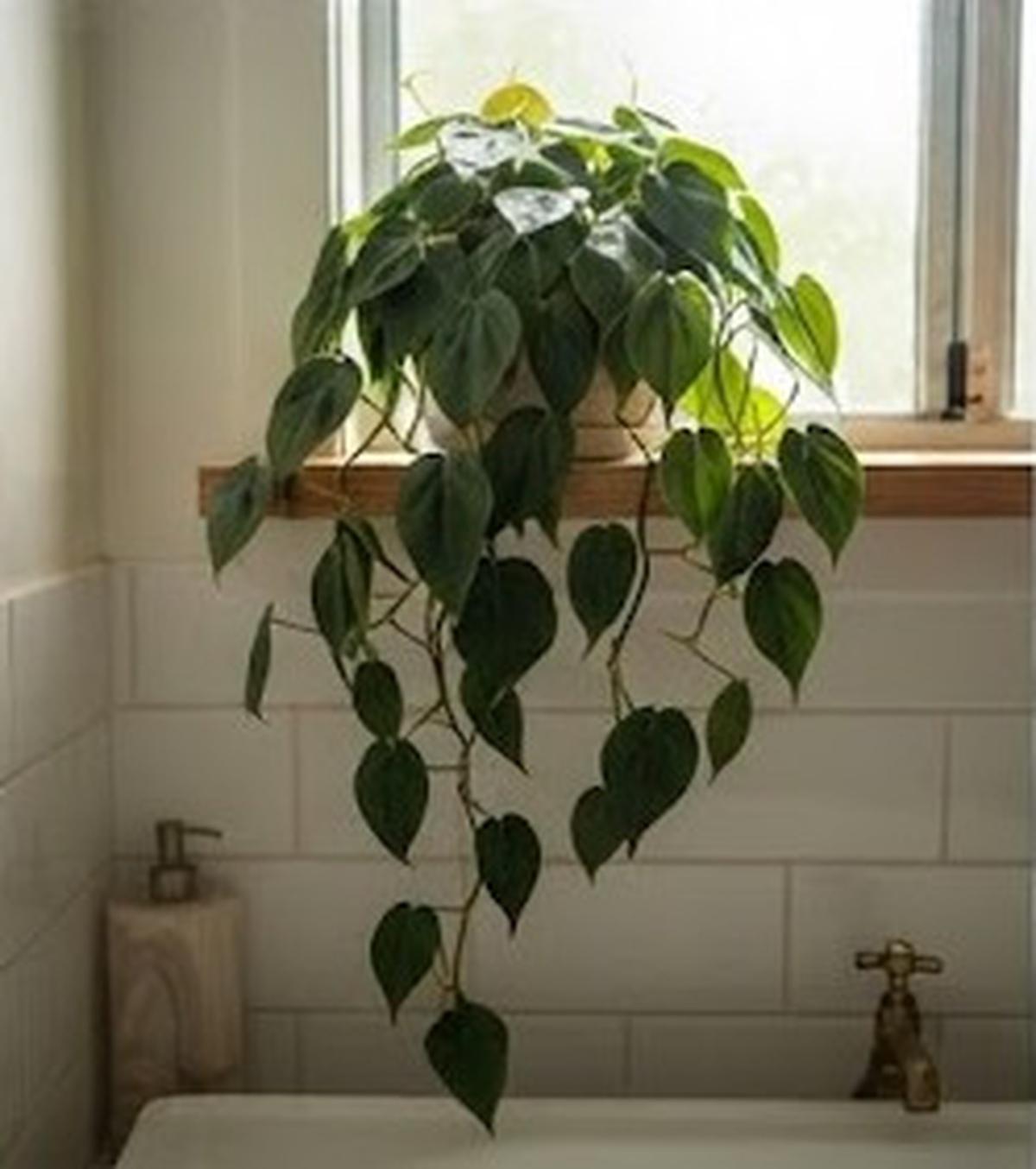 Philodendron