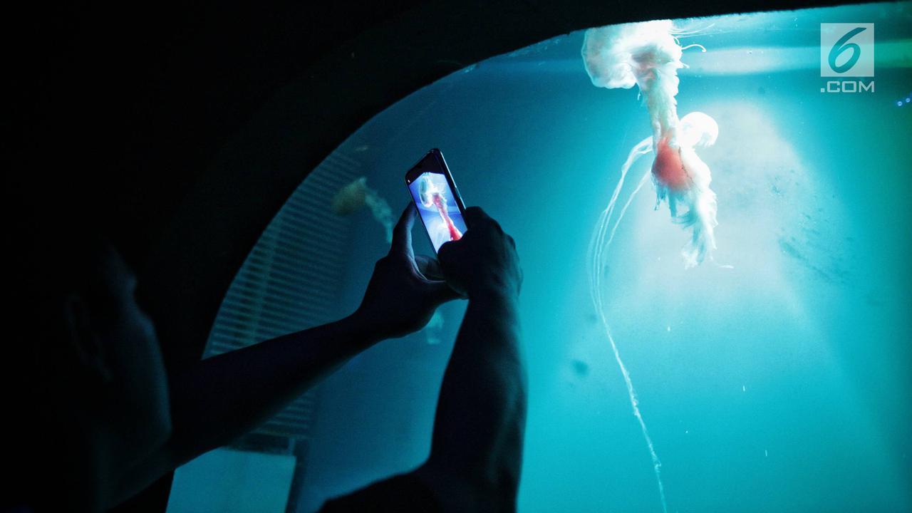 Menjelajahi Wahana Jellyfish Sphere di Seaworld Ancol Saat Libur Natal