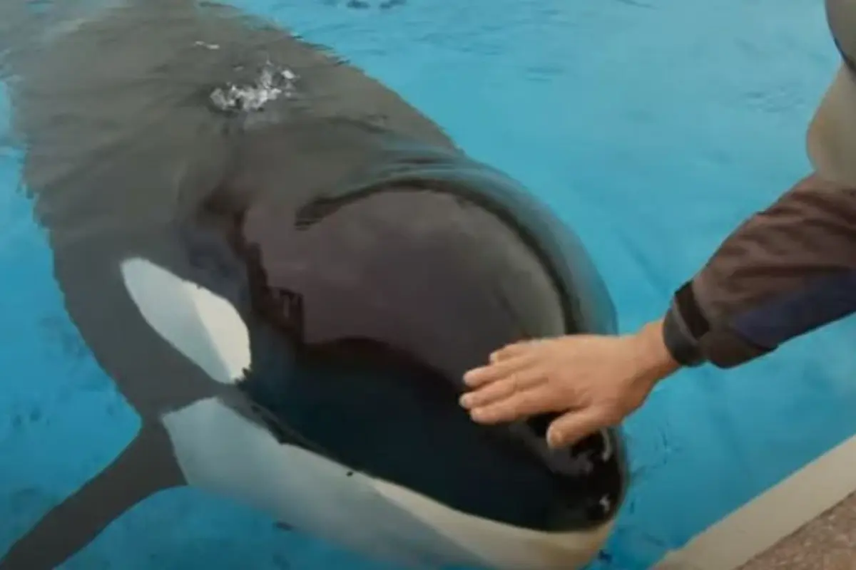 Kiska