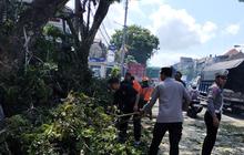 Nahas! Pohon Tumbang Disenggol Truk, Pemotor di Tabanan Jadi Korban