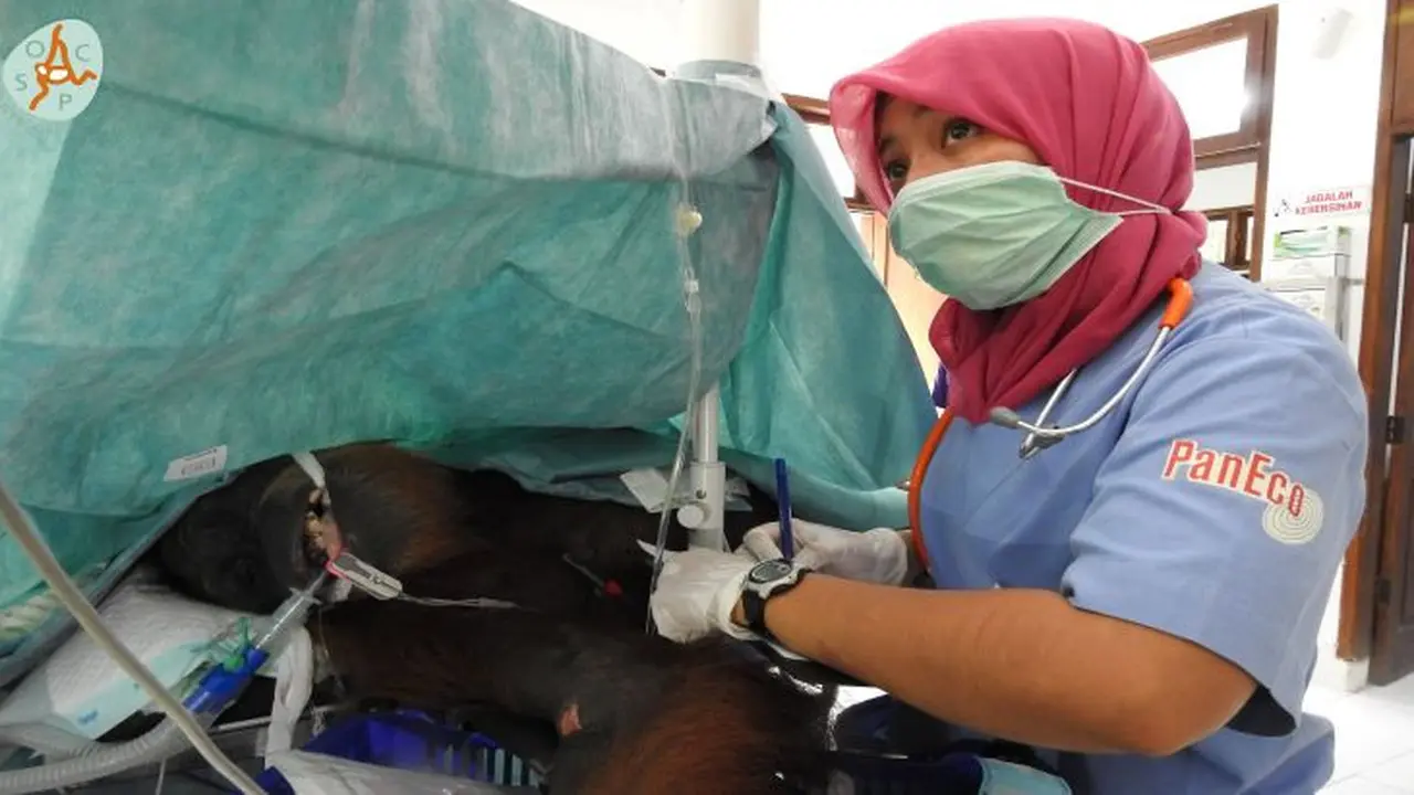 Orang Utan