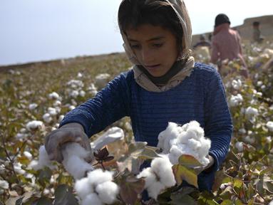 Seorang anak memanen kapas di ladang di Distrik Dawlatabad, provinsi Balkh (28/10/2021). Distrik Dawlatabad  adalah sebuah distrik yang terkurung daratan, yang terletak di bagian barat laut provinsi Balkh, di utara Afghanistan. (AFP/Wakil Kohsar)