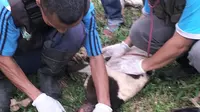 Teror Anjing Hutan di Tasikmalaya, Puluhan jadi Korban