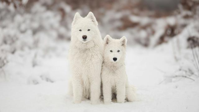 White Dog