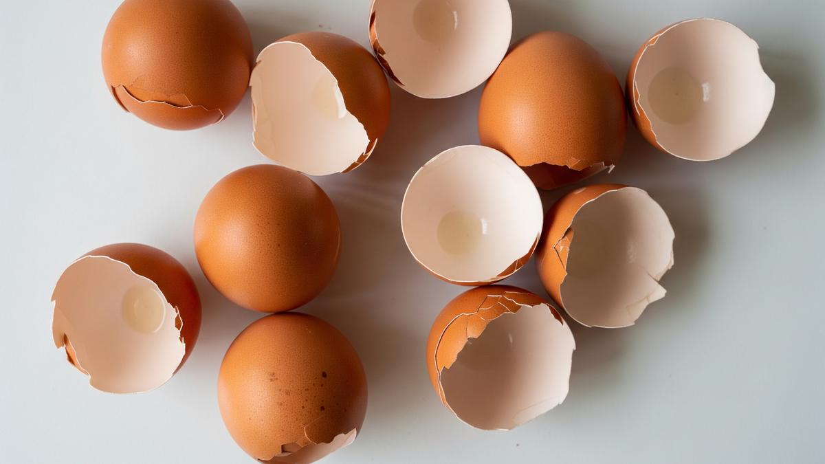 Cara Membuat Cangkang Telur Jadi Media Semai Organik yang Praktis dan Ramah Lingkungan