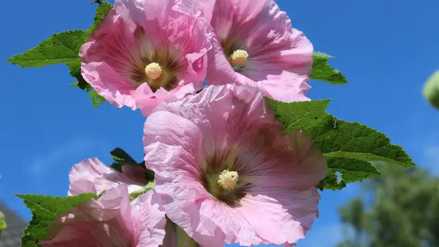 Bunga Hollyhock (Pixabay)