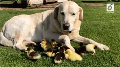 Fred, seekor anjing yang merawat 9 bayi itik dengan penuh kasih sayang. Kemana pun Fred pergi, bayi itik mengikutinya seolah-olah Fred adalah induknya.