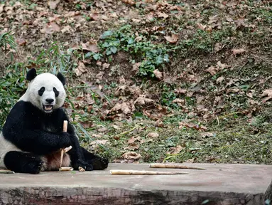 Panda raksasa bernama Bei Bei makan dalam kandangnya pada hari pertama di Bifengxia Panda Base di Yaan, Provinsi Sichuan, China, Kamis (21/11/2019). Panda raksasa yang lahir di Amerika Serikat tersebut tiba di China setelah melalui penerbangan selama 16 jam. (STR/AFP)