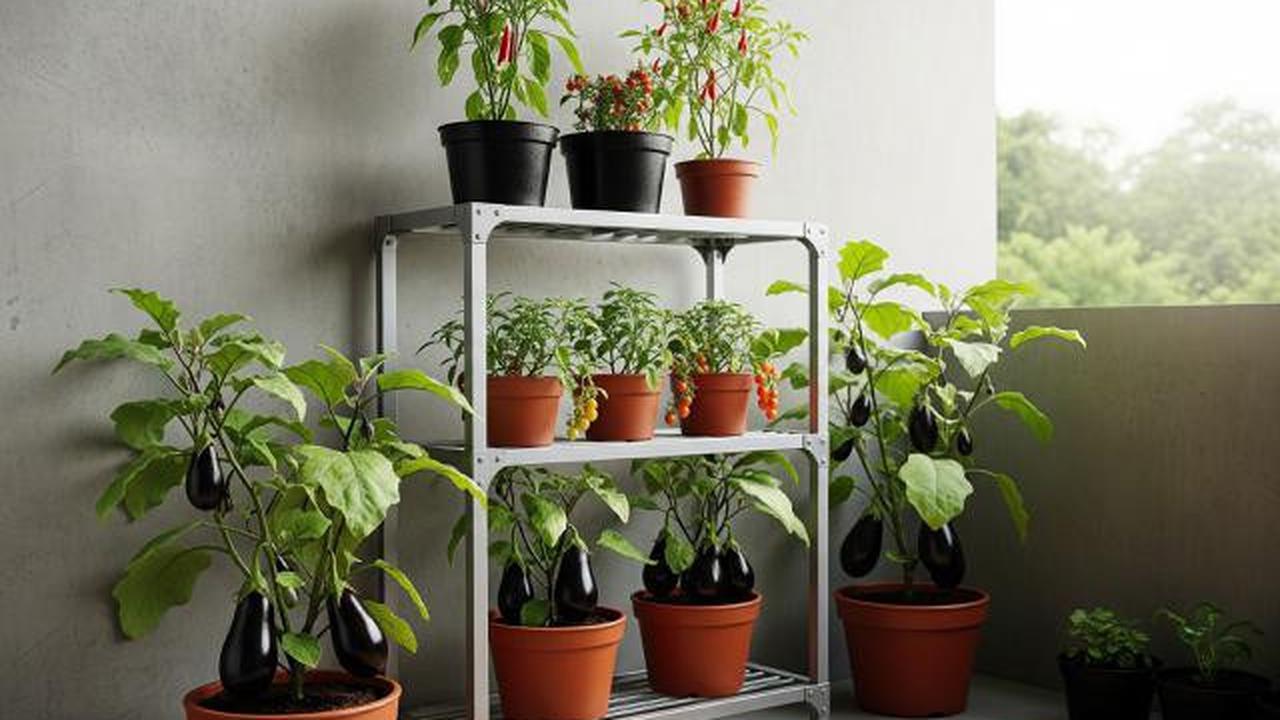 Cara Tanam Terong di Pot yang Bisa Dipanen Berkali-kali, Solusi Lahan Sempit di Pekarangan