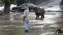 Seorang pria memberikan isyarat kepada seekor kuda nil yang berkeliaran di tengah kota di Tbilisi, Georgia, Minggu (14/6/2014). Banjir yang melanda daerah tersebut menyebabkan sejumlah hewan lepas dari kebun binatang. (REUTERS/Beso Gulashvili)