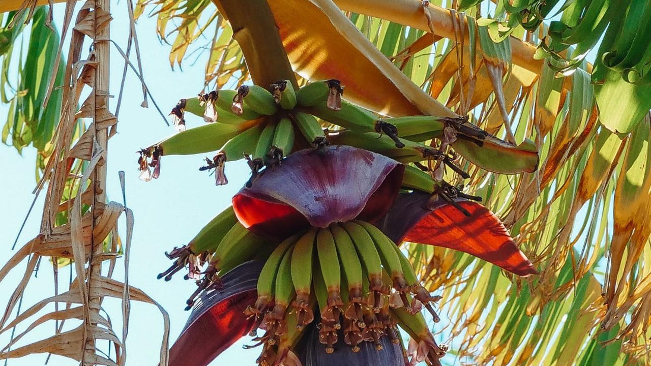 Jantung Pisang, Lebih dari Sekadar Buah Kaya Manfaat untuk Kesehatan