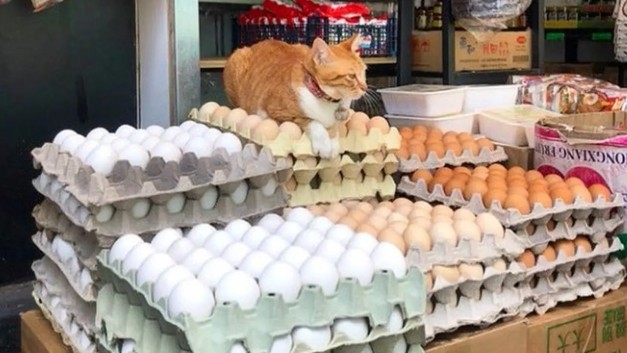 8 Potret Kucing Penjaga Toko Ini Kocak Banget