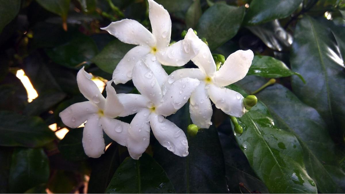 Bunga Melati