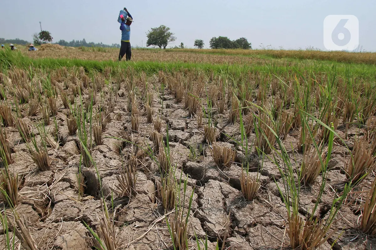 Kekeringan Sawah