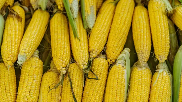 2. Membantu Mencegah Sembelit