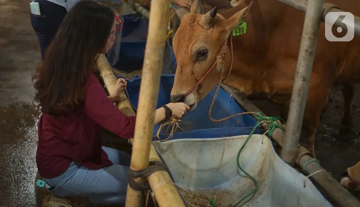 Sales Promotion Girl (SPG) memberi makan hewan kurban di Mal Hewan Qurban H. Doni di Depok, Jawa Barat, Kamis (16/7/2020). Di masa pandemi, mal hewan kurban kembali menggunakan jasa SPG untuk menawarkan sapi dan kambing dengan tetap menerapkan protokol kesehatan. (Liputan6.com/Immanuel Antonius)