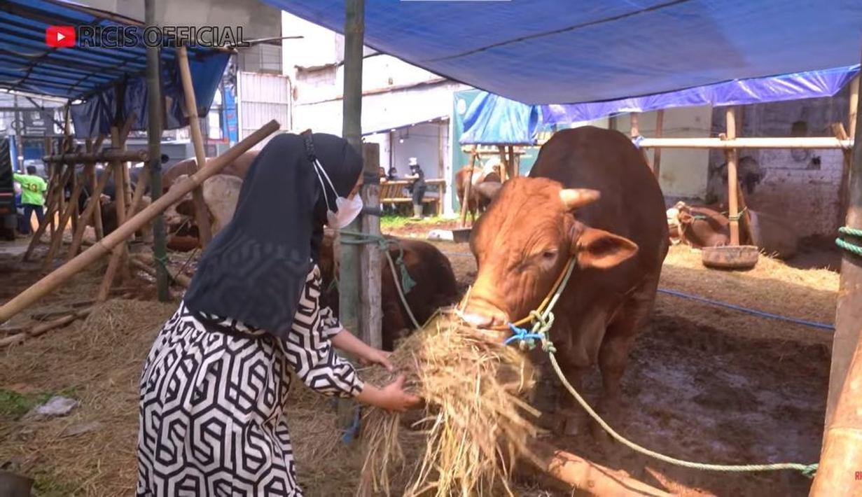Sebelum menjatuhkan pilihan ke Senopati, Ria Ricis sempat menyambangi beberapa sapi yang menarik perhatiannya dan memberikan makan rumput. (Instagram/riaricis1795)