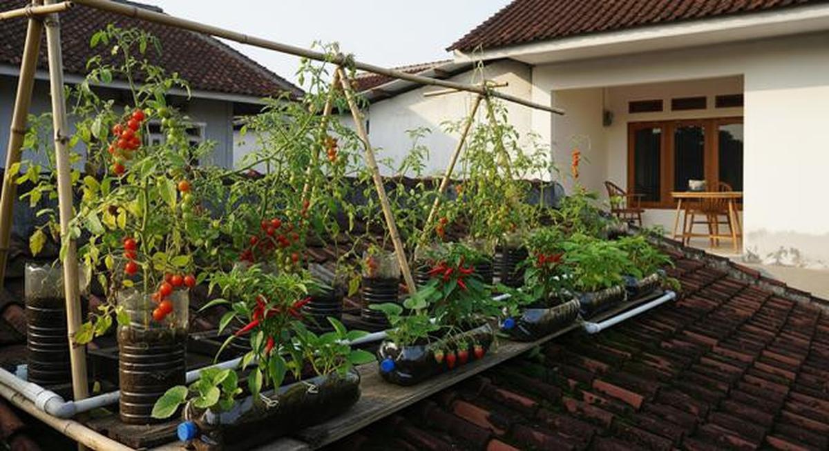 8 Kebun Hidroponik di Atap Rumah Biar Lahan Sempit Tetap Produktif, Panen Sayur Tanpa Lahan