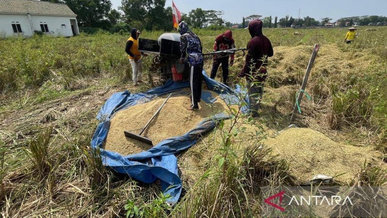 Distan Cirebon Jaga Produksi Beras Stabil di Angka 300 Ribu Ton per Tahun