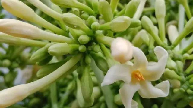 Resep Mudah Mengolah Bunga Pepaya Jadi Lezat dan Tidak Pahit