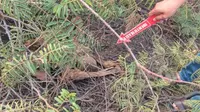 Kerangka Manusia Ditemukan di Kawasan Perumahan Tangerang