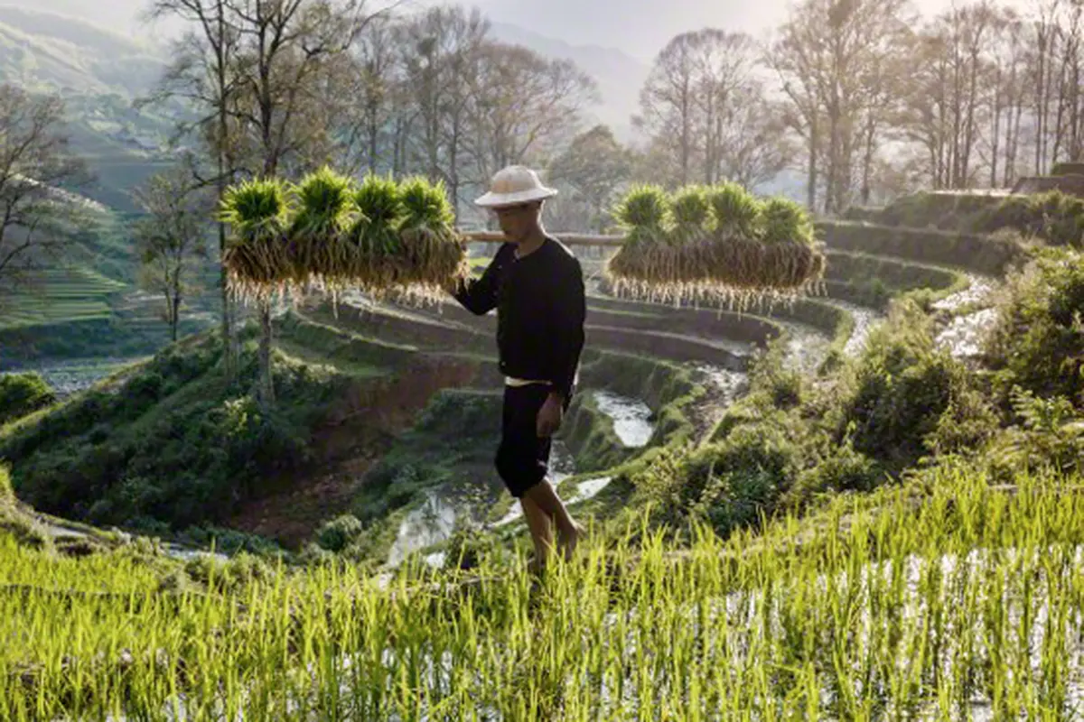 Hari Pangan Sedunia, Gimana Kini Nasib Petani?