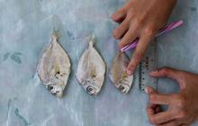 FOTO: Intip Proses Pembuatan Susu dari Bahan Dasar Ikan di Indramayu