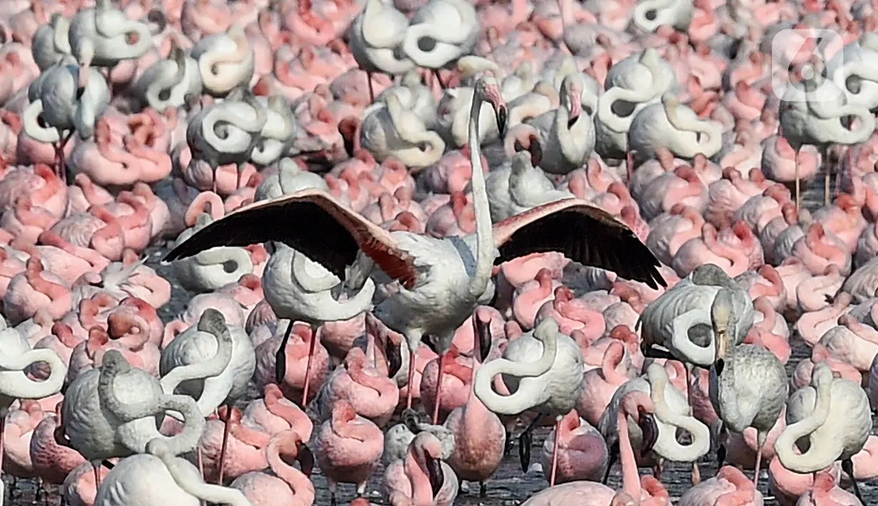 Flamingo merentangkan sayap saat berdiri di antara kawanan yang lain di sebuah danau di Navi Mumbai pada Kamis (14/5/20220). Burung-burung yang bermigrasi biasa mendatangi Mumbai setiap tahun ini tiba dalam jumlah besar setelah diterapkannya kebijakan lockdown. (Photo by Punit PARANJPE / AFP)