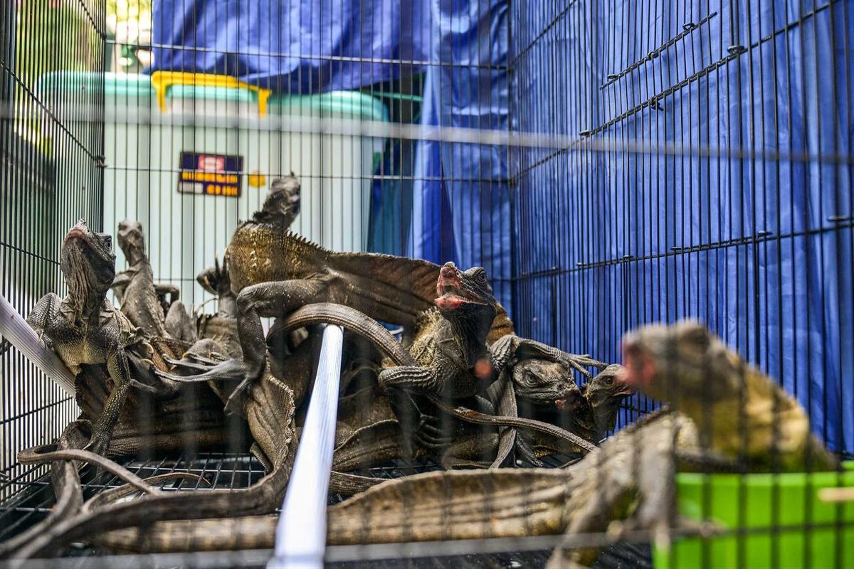 FOTO: Terungkap Harga Anakan Komodo Rp 500 Juta/ Ekor di Perdagangan Ilegal