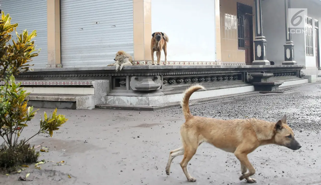 Sejumlah anjing berkeliaran di sekitar rumah warga di Desa Sebudi, Karangasem, Bali, Senin (4/12). Warga yang tinggal di KRB Gunung Agung telah mengungsi, hanya anjing-anjing yang terlihat menjaga rumah pemiliknya. (Liputan6.com/Immanuel Antonius)