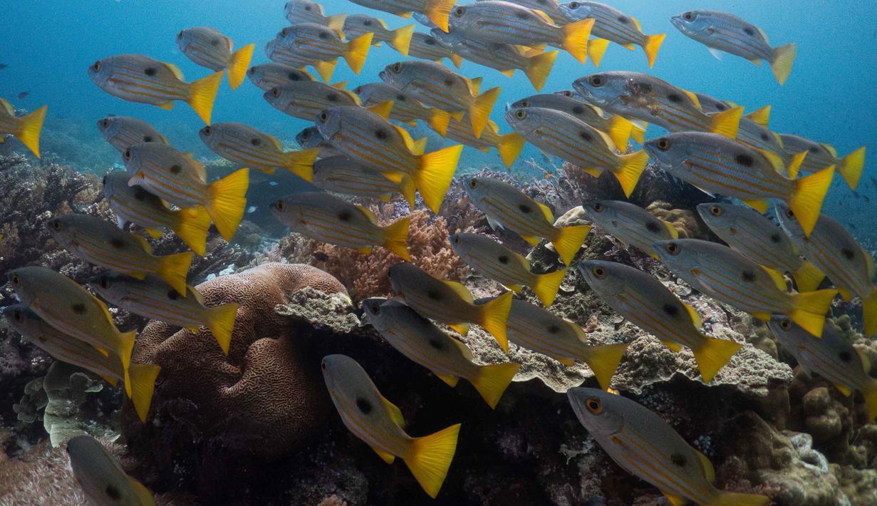 Untuk menjawab kekhawatiran itu semua, Anggota Komite Eksekutif Percepatan Pembangunan Otonomi Khusus Papua, Paulus Waterpauw di Sorong, Selasa 7 April 2026, mengusulkan Raja Ampat ditetapkan menjadi kawasan kebijakan khusus nasional guna mendorong percepatan pembangunan pariwisata yang terintegrasi dan berkelanjutan. Tampak dalam foto, sekumpulan ikan kakap kuning bermata besar berenang di lokasi penyelaman Melissa Garden di Raja Ampat, Papua Barat Daya, Kamis, 5 Maret 2026. (AP Photo/Claudia Rosel)