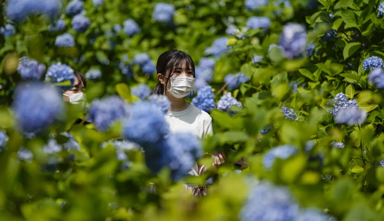 Pengunjung yang mengenakan masker menikmati bunga hydrangea bermekaran sepenuhnya di kuil Buddha Meigetsu-in di Kamakura, Tokyo, Jumat (11/6/2021).  (AP Photo/Kiichiro Sato)