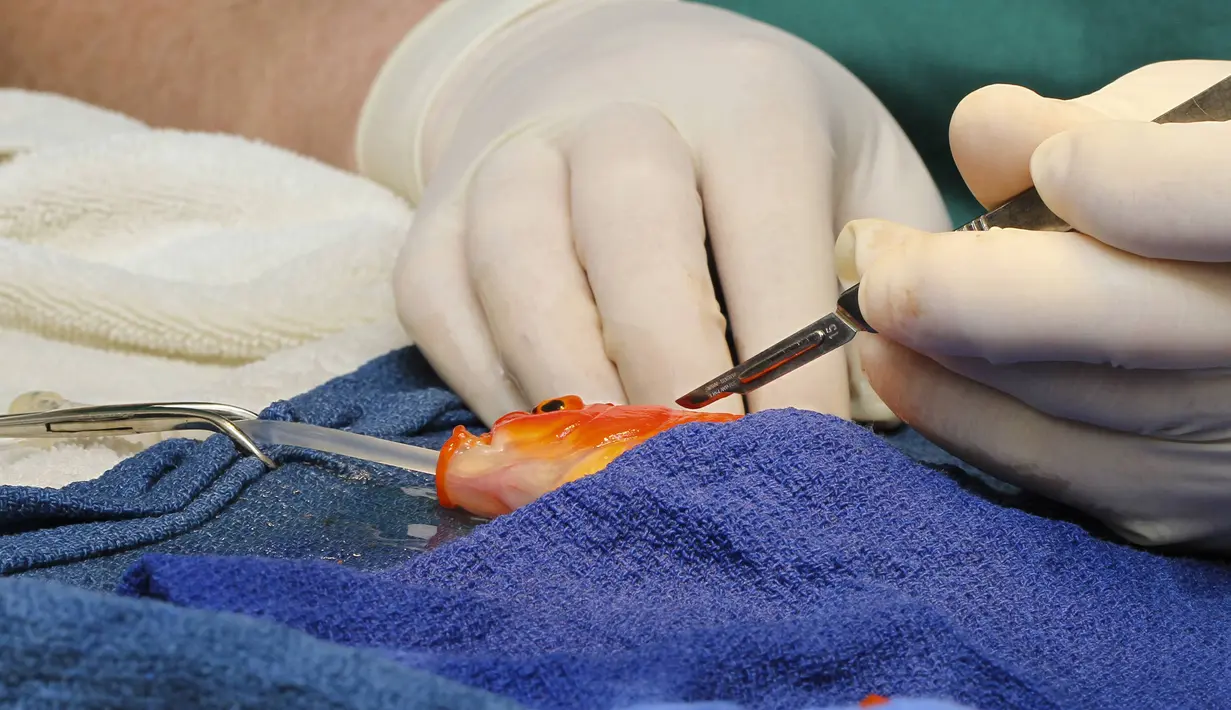 George, seekor ikan mas sedang menjalani operasi pengangkatan tumor di kepala, Australia, Selasa (16/9/14). (REUTERS/Lort Smith Animal Hospital/Handout via Reuters)