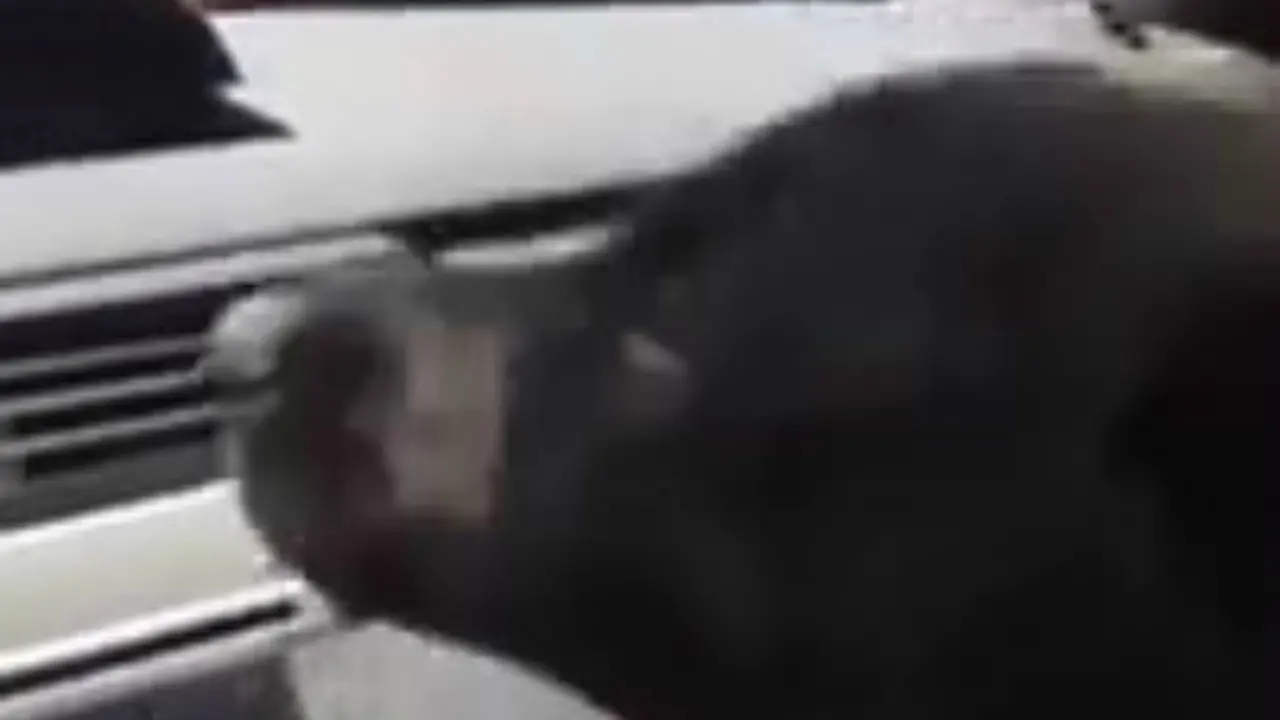 Lucunya Anak Anjing Mendinginkan Diri Depan AC Mobil