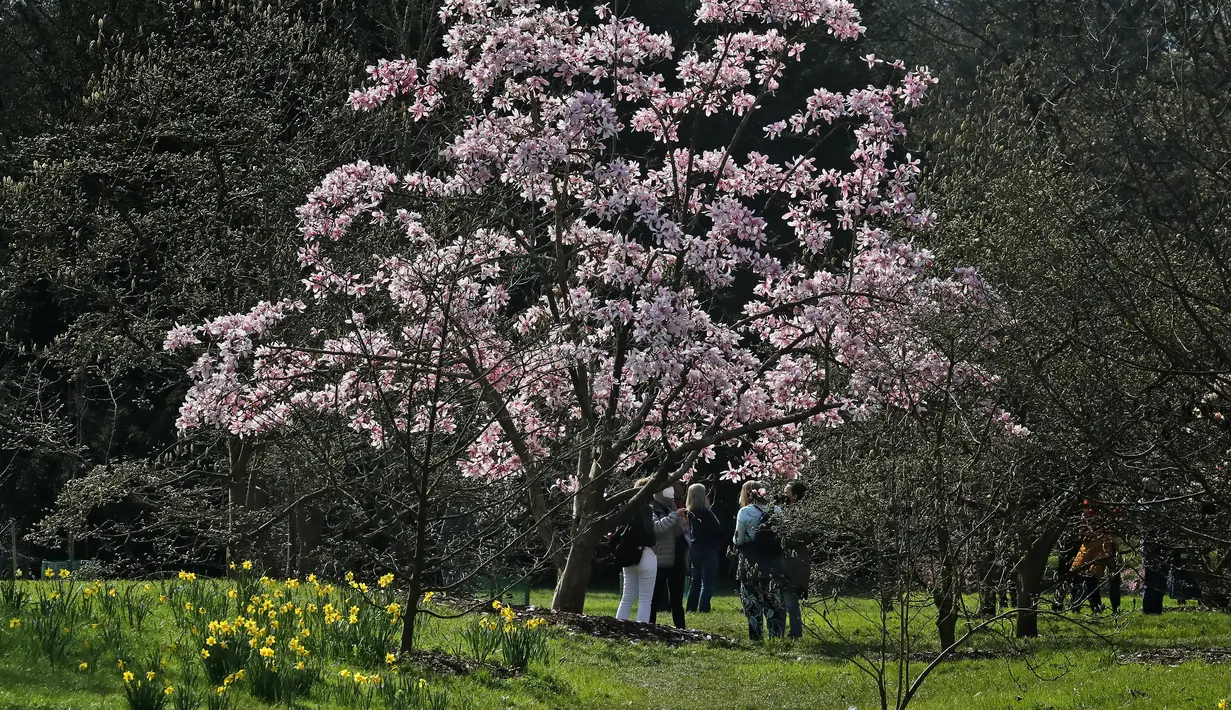 Para pengunjung menikmati bunga pohon magnolia di Kew Royal Botanic Gardens pada hari yang cerah di London (22/3/2021).  Kew Gardens telah dibuka satu tahun setelah penguncian terkait COVID-19 pertama di Inggris. (AP Photo/Frank Augstein)