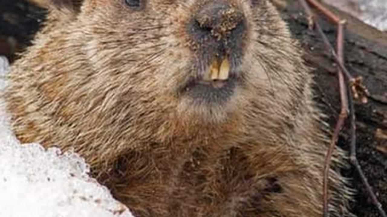 1. Groundhog atau Marmut Tanah<br>