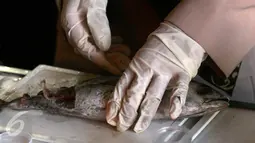 Petugas menguji sampel ikan yang diambil dari pedagang pasar Beringharjo, Yogyakarta, (7/6). Pada bulan bakti karantina dan mutu hasil perikanan, petugas melakukan pemeriksaan untuk menghindari beredarnya ikan berformalin. (Liputan6.com/Boy Harjanto)