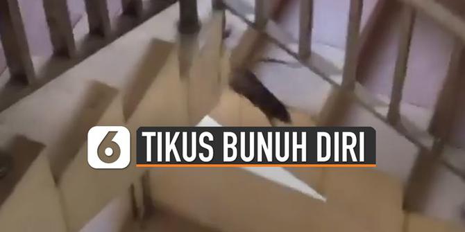 VIDEO: Tikus Terjun Bunuh Diri