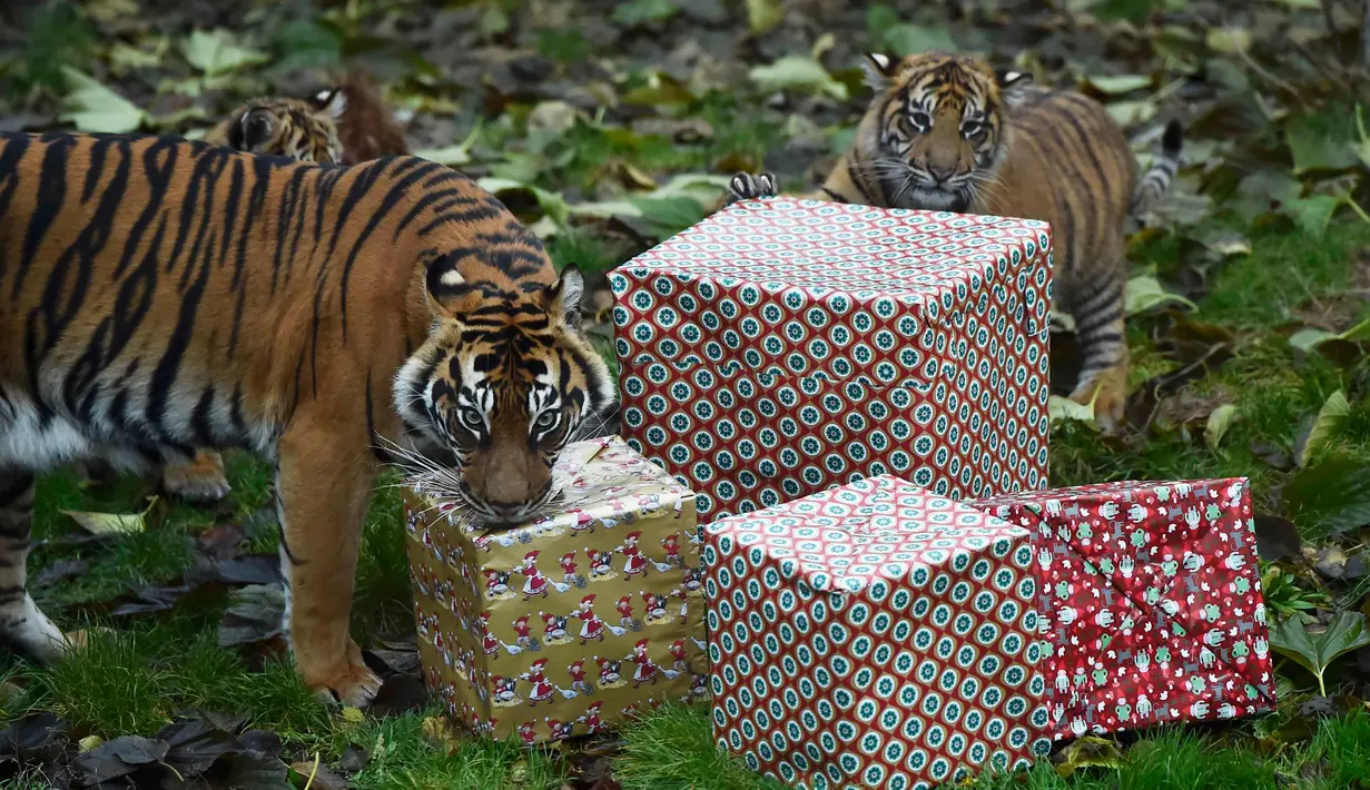 Sekumpulan Harimau Sumatera mendapat kado menjelang natal di Kebun Binatang London, London, Inggris, Kamis (15/12). Harimau Sumatera adalah subspesies harimau yang habitat aslinya di pulau Sumatera, yang masih hidup hingga sekarang. (Reuters/Hannah McKay)