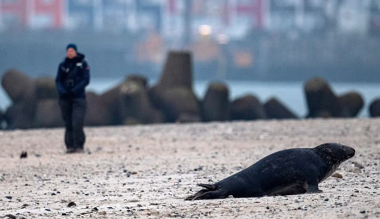 Anjing laut abu-abu jantan berjalan di pantai Pulau Helgoland, Jerman, 5 Januari 2020. Saat musim kawin dimulai, para pejantan akan berkompetisi mendapatkan betina dengan adu kekuatan dengan pejantan lainnya. (John MACDOUGALL/AFP)