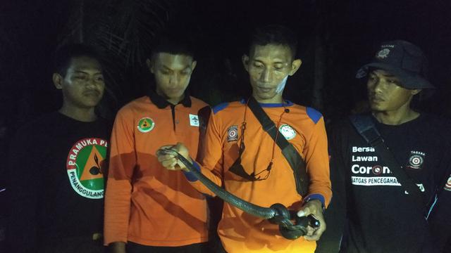 Evakuasi ular kobra di Pesawahan, Rawalo, Banyumas. (Foto: Liputan6.com/Tagana Banyumas)