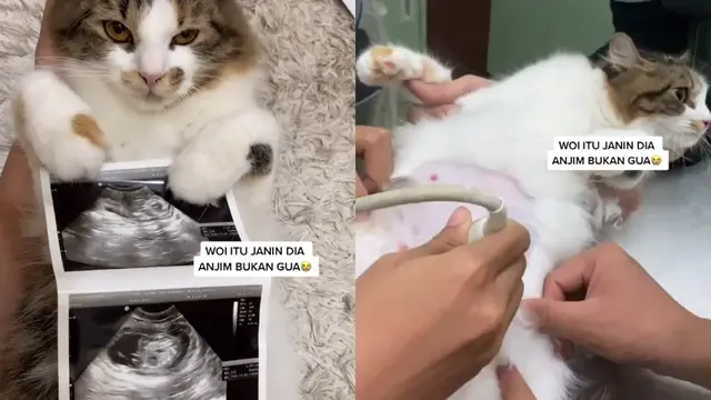 Kucing 3