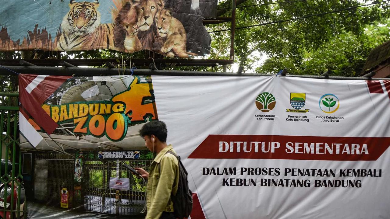 FOTO: Kebun Binatang Bandung Disorot Usai Kematian Dua Anak Harimau Bengal