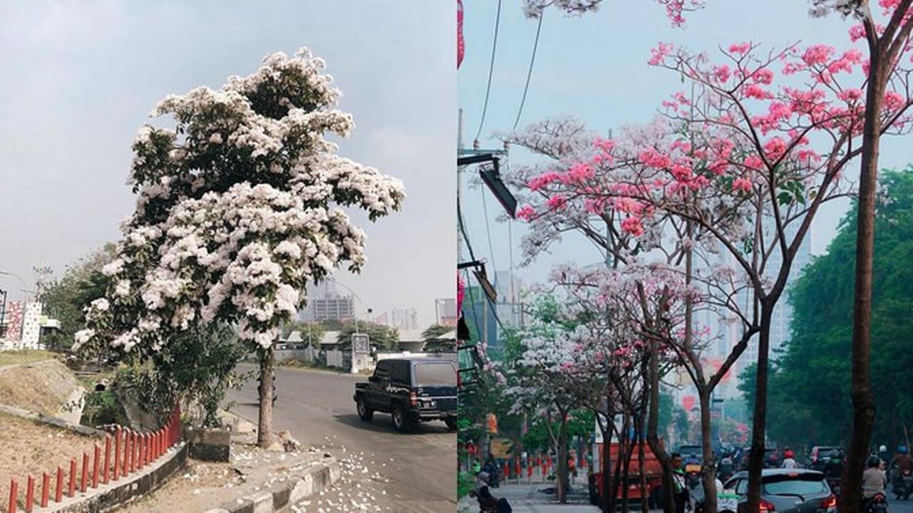Bunga Tabebuya Kembali Mekar, Ini 7 Potret Surabaya yang Serasa di Jepang
